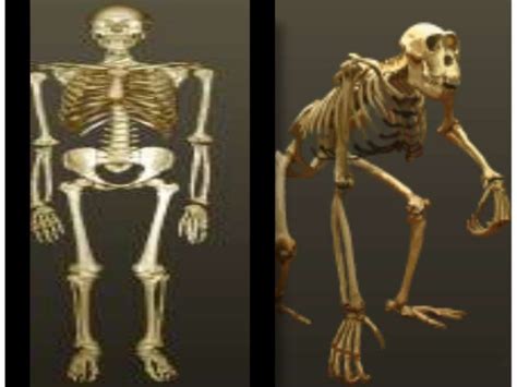 how are chimp skeletons similar to human